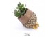 Arrangementen succulenten TRULY Crassula, Pine cone (Ice Age)1 pp 