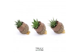 Arrangementen succulenten TRULY Haworthia Gasteria, Pine cone (Ice Age