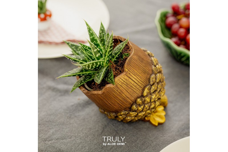 Arrangementen succulenten TRULY succulent, Pine cone (Ice Age)1 pp 