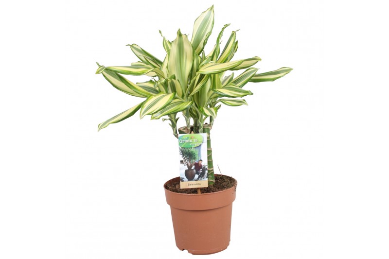 Dracaena fragrans Dracaena Diamonddream carroussel3 pp Dracaena fragrans Dracaena Diamonddream carroussel3 pp