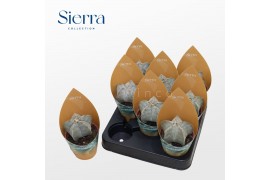 Astrophytum myriostigma Astrophytum Myriostigma (Sierra)