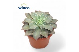 Echeveria Echeveria Madibaoverige bl.