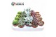 Succulenten Sierras® - Barcelona Succulent Mix (Exclusive)1 pp 