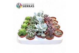Succulenten Sierras® - Barcelona Succulent Mix (Exclusive)1 pp