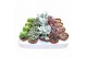 Succulenten Sierras® - Barcelona Succulent Mix (Exclusive)1 pp 