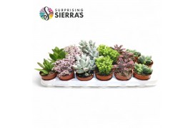 Succulenten Sierras® - Barcelona Succulent Mix (Exclusive)1 pp 1 bl.