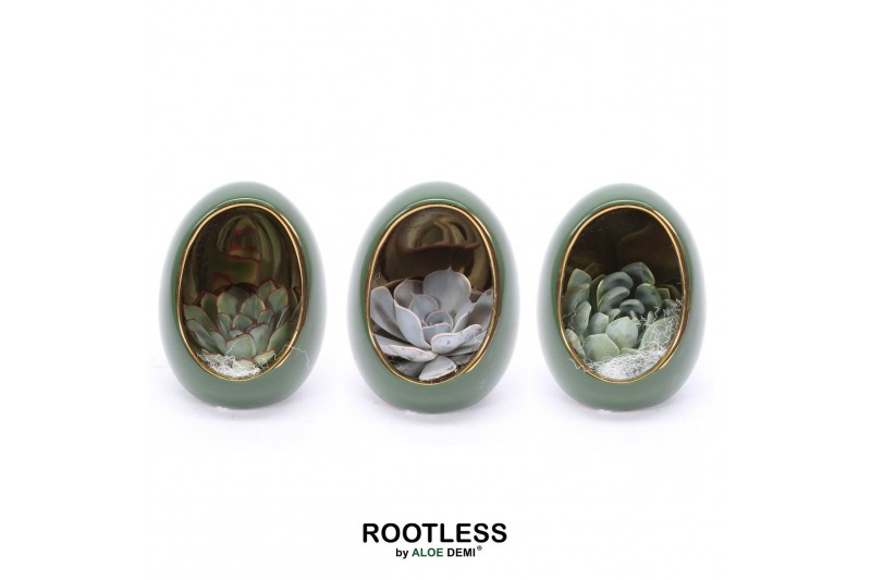 Arrangementen succulenten ROOTLESS Echeveria, Egg Green1 pp 