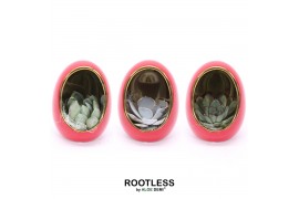 Arrangementen succulenten ROOTLESS Echeveria, Egg Red gold1 pp