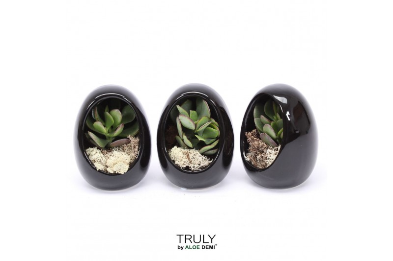 Arrangementen succulenten TRULY Crassula, Egg black1 pp 