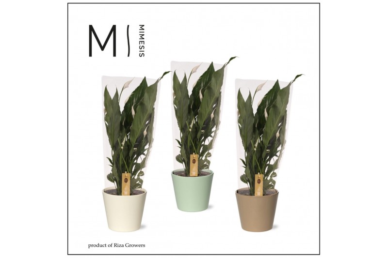 Spathiphyllum sweet benito 5+ - In Amanda Keramiek 