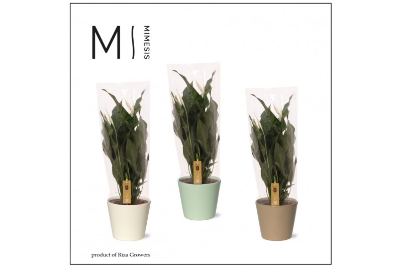 Spathiphyllum Sweet Curiosa 5+ - In Amanda Keramiek 