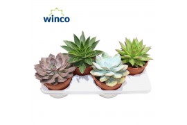 Echeveria mix Echeveria Mix (4 Spc.)