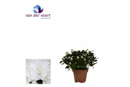 Rhododendron simsii hellmut vogel White