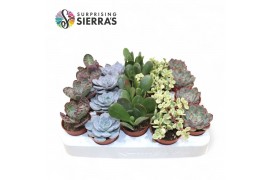 Succulenten Sierras® - Valencia Succulent Mix (Prime)1 pp