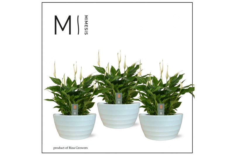 Spathiphyllum chopin 10+ - In Ribana Keramiek 