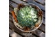 Arrangementen succulenten ROOTLESS Echeveria autumn, burgundy red bowl 