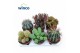 Cactus mix Cactus Mix (Deluxe) 