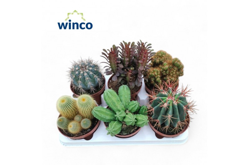 Cactus mix Cactus Mix (Deluxe) 