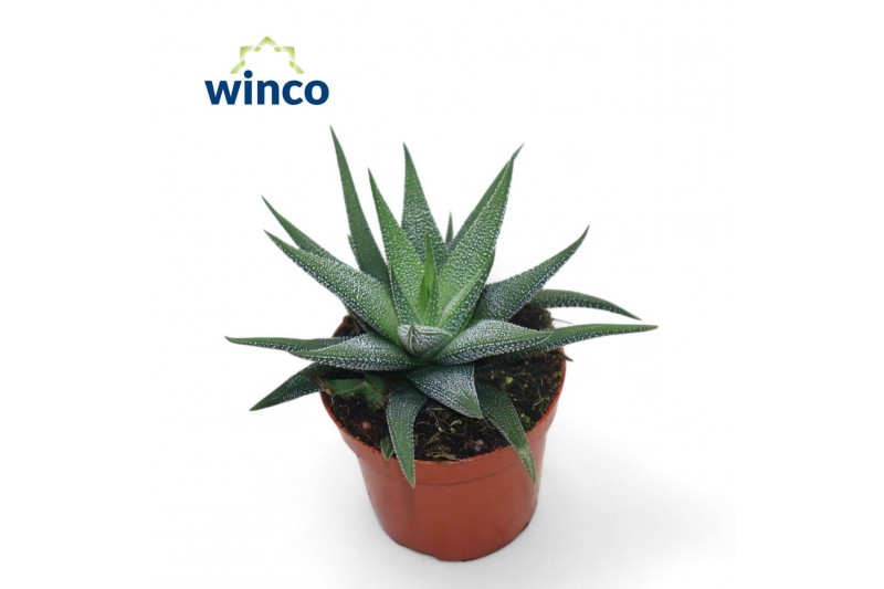 Haworthia fasciata concolor 