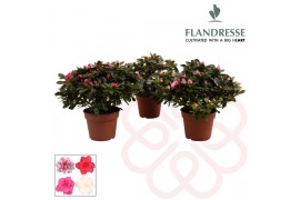 Rhododendron simsii mix Azalea Flandresse® gemengd 30 - 32 cmcm diamet