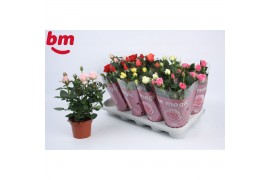 Rosa beau monde mix Rosa Beau Monde gemengd 12 cm5 bl.