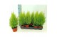 Cupressus macr. goldcrest wilma Cupressus Goldcrest Wilma "p12 piramid 