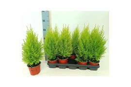 Cupressus macr. goldcrest wilma Cupressus Goldcrest Wilma "p12 piramid