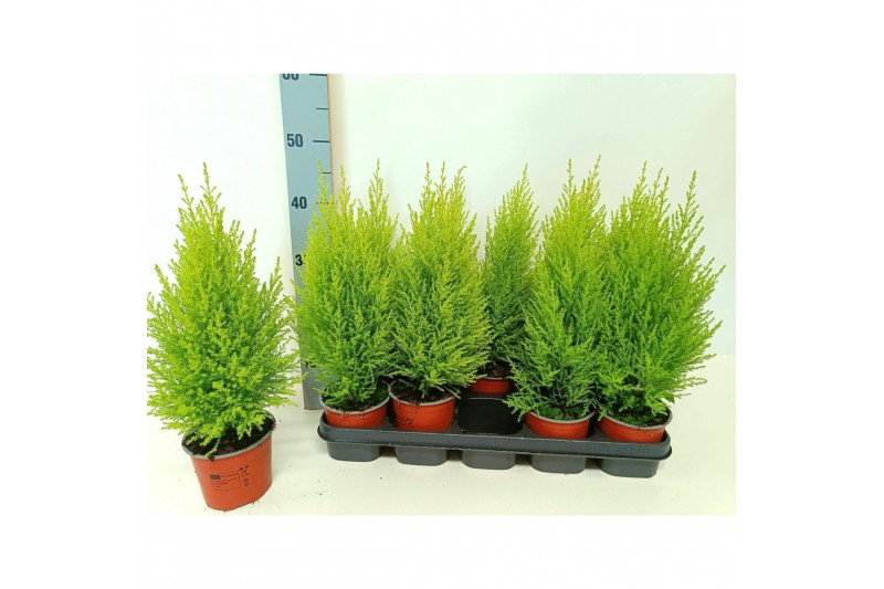 Cupressus macr. goldcrest wilma Piramide 