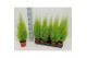 Cupressus macr. goldcrest wilma Cupressus Goldcrest Wilma "p12 piramid 
