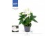 Anthurium andr. karma white Anthurium - KARMA White | 12cm 4 bl. 2 pp 