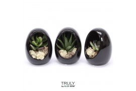 Arrangementen succulenten TRULY Succulent, Egg Black1 pp