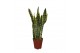 Sansevieria trifasciata laurentii Sansevieria Laurentii Terracotta 