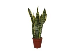 Sansevieria trifasciata laurentii Sansevieria Laurentii Terracotta