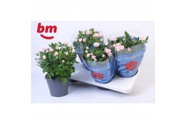 Rosa baby jewel Rosa Jewel Patio Baby 17cm18 bl.