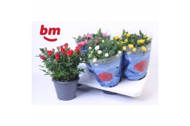 Rosa beau monde mix Rosa Jewel Patio Mix 17cm18 bl.