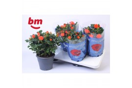 Rosa orange jewel Rosa Jewel Patio Orange 17cm18 bl.