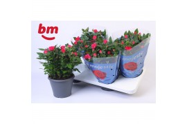 Rosa purple jewel Rosa Jewel Patio Purple 17cm18 bl.