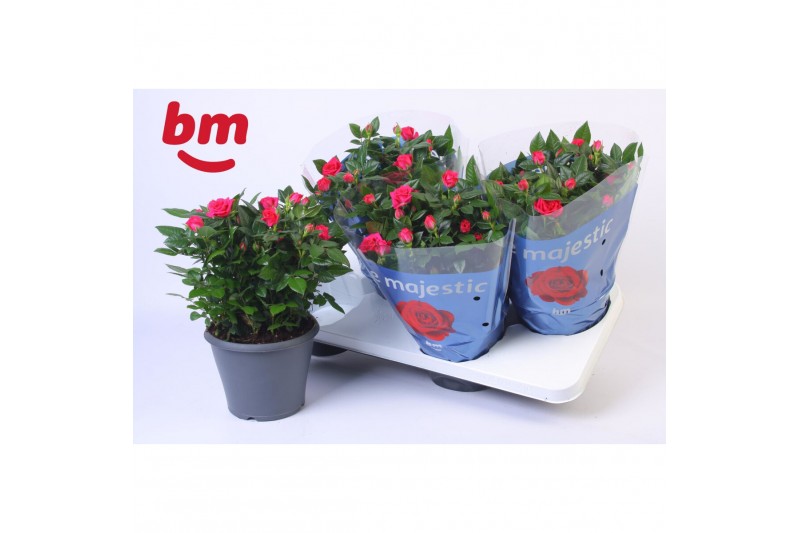 Rosa purple jewel Rosa Jewel Patio Purple 17cm18 bl. 