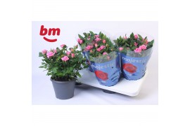 Rosa sparkling jewel Rosa Jewel Patio Sparkling 17cm18 bl.