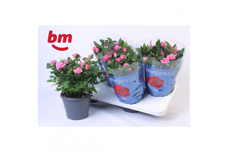 Rosa sparkling jewel Rosa Jewel Patio Sparkling 17cm18 bl. 