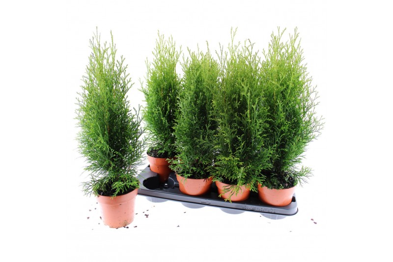 Thuja occidentalis smaragd Thuja Smaragd 