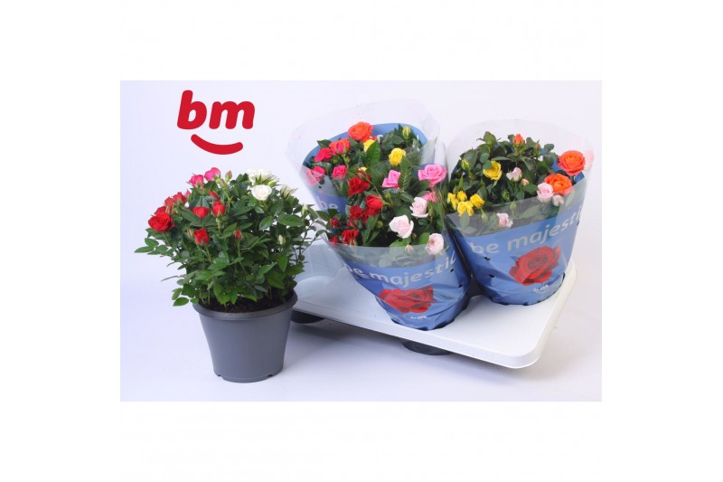 Rosa beau monde mix Rosa Jewel Patio Confetti Mix 17cm18 bl. 