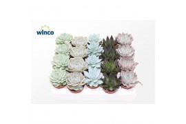 Echeveria mix Echeveria Mix (5 Spc.)