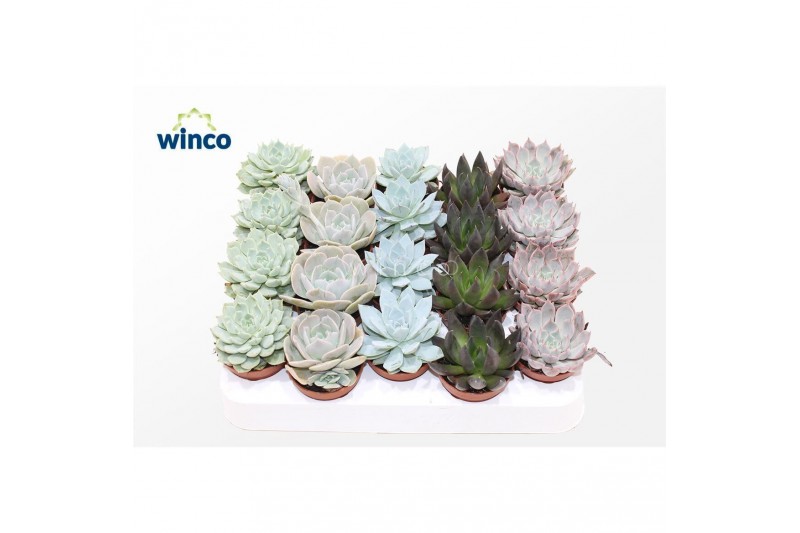 Echeveria mix Echeveria Mix (5 Spc.) 