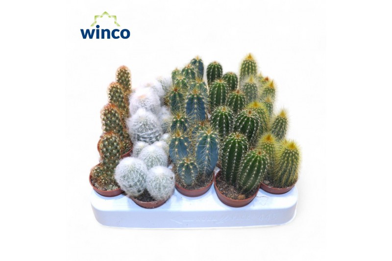 Cactus mix Cactus Column Mix (5spc.) 