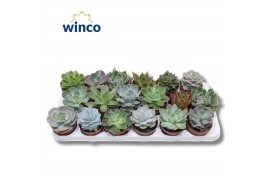 Echeveria mix Echeveria Mix (18 Spc.)