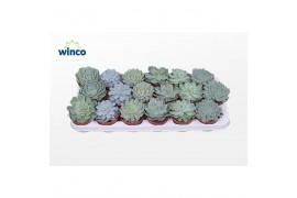 Echeveria mix Echeveria Aqua Mix (6 Spc.)