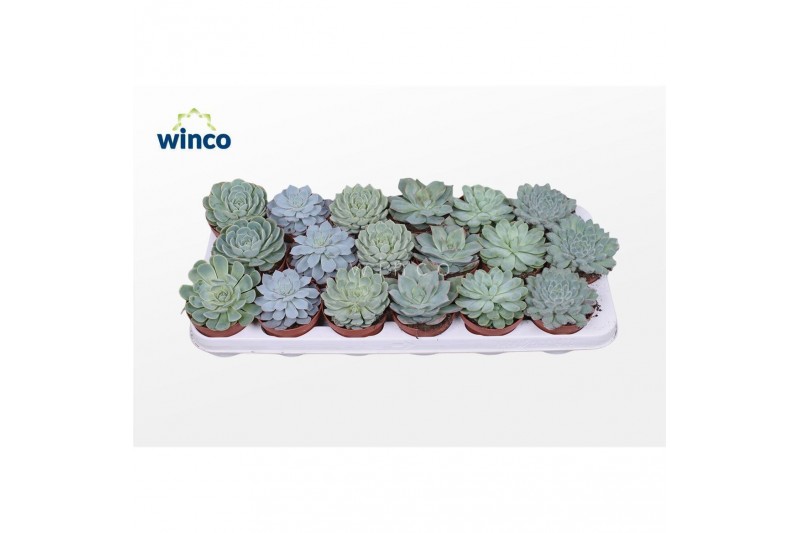 Echeveria mix Echeveria Aqua Mix (6 Spc.) 