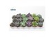Echeveria mix Echeveria Autumn Mix 