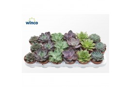 Echeveria mix Echeveria Autumn Mix